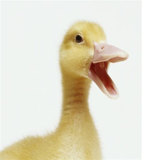 Duck jaw drop Blank Template - Imgflip