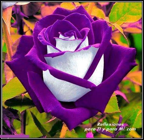 Rosas Moradas Hermosas Imagui