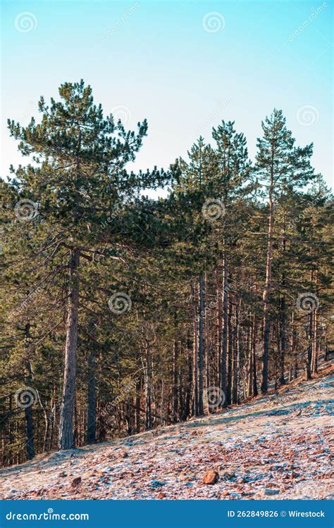 vertical shot  tall pine tree forests   mountain slope