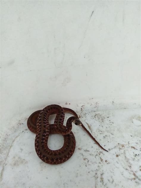 Help identifying this baby : r/snakes