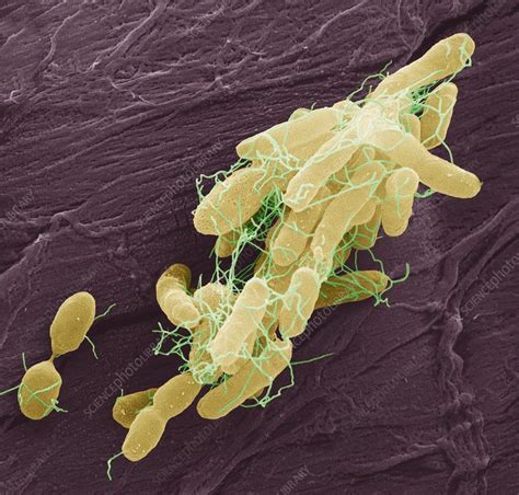 Salmonella Bacteria Sem Stock Image C026 7806 Science Photo Library