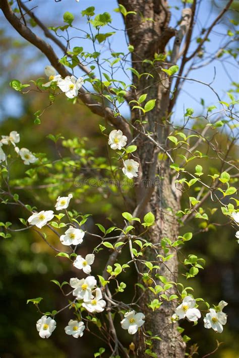 White Flowering Dogwood Tree Cornus Florida Japan Stock Photo