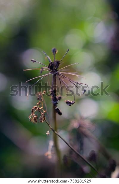 Naked Alone Stock Photo 738281929 Shutterstock