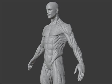 Man Anatomy Ecorche 3d Model 3d Printable Cgtrader