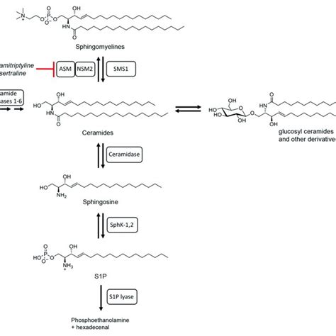 Schematic Summary Of Sphingolipid Metabolism Adapted From Bartke And