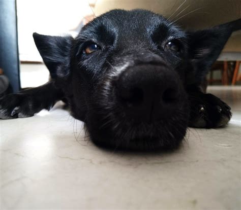 Nevada spca adoptions are reaching record numbers this holiday season 12