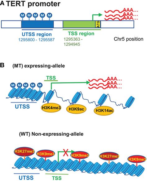 Frontiers Tert Promoter Mutations And Methylation For Telomerase