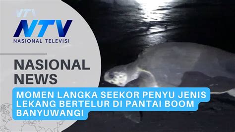 MOMEN LANGKA SEEKOR PENYU JENIS LEKANG BERTELUR DI PANTAI BOOM