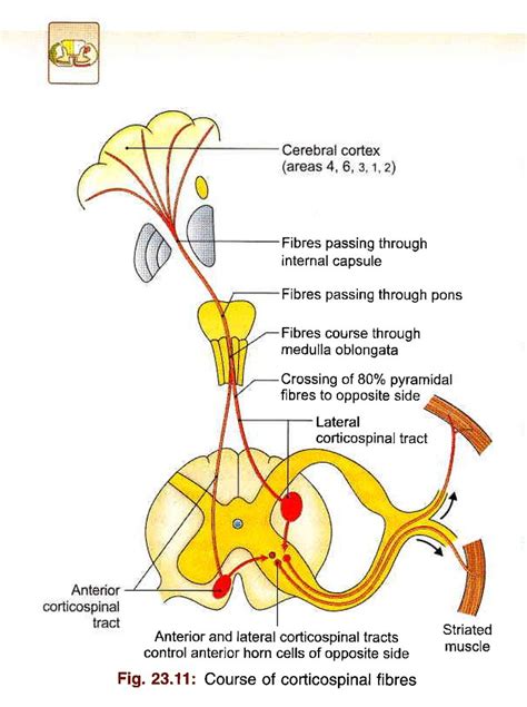 Bd Chaurasias Human Anatomy Volume Head Neck And Bra Flickr