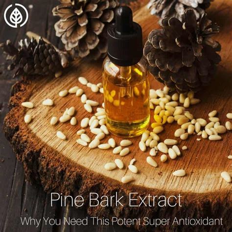 Pine Bark Extract Benefits as a Super Antioxidant | All Natural Ideas