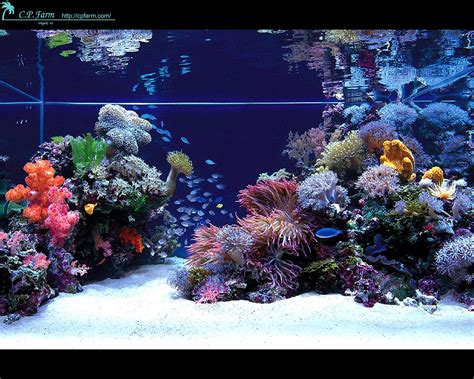 dwarf reef inspirational reef aquariums
