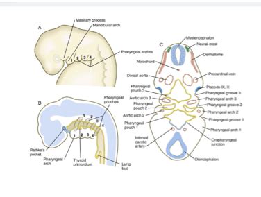 Cfd Pharyngeal Arches Flashcards Quizlet