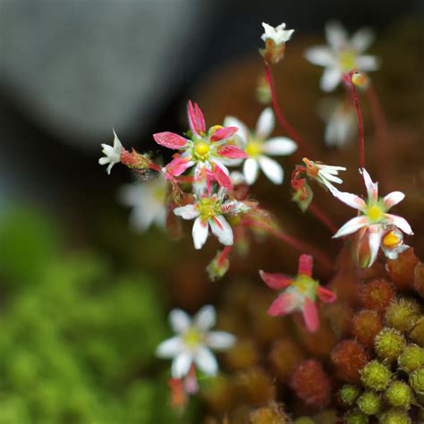 Descubra a Fascinante Saxifraga x Urbium