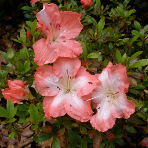 frosted orange evergreen azalea buy rhododendron frosted orange