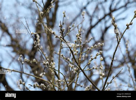 Beautiful Pussy Willow Branches With Catkins Outdoors Stock Photo Alamy
