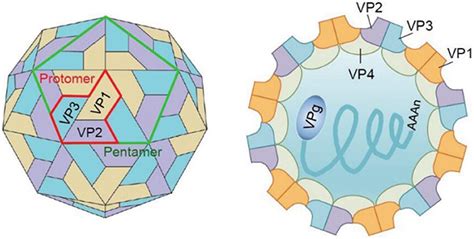 Frontiers Enterovirus A Proteins Structure And Function