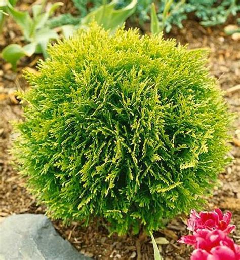 Туя Западная Глобоза Ауреа Фото – Telegraph