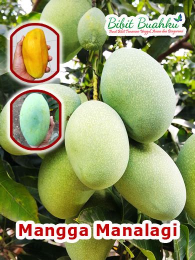 Pohon Mangga Manalagi