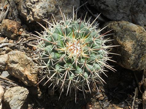 Mammillaria Wagneriana World Of Succulents