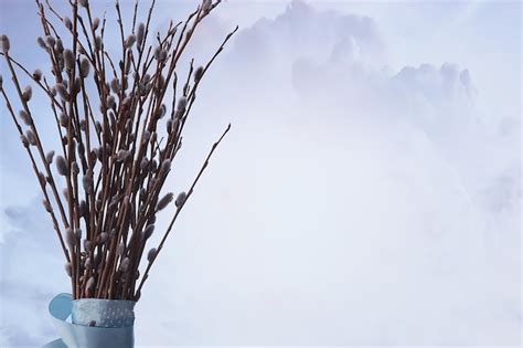 Premium Photo Pussy Willow Willow Branches Bloom Spring Concept Easter Holiday Background
