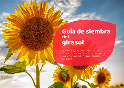 La Gu A Completa Sobre Cu Ndo Sembrar Girasoles Todo Lo Que Necesitas