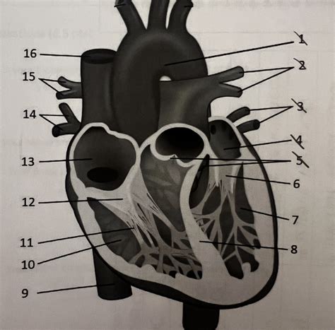 Heart labeled Diagram | Quizlet