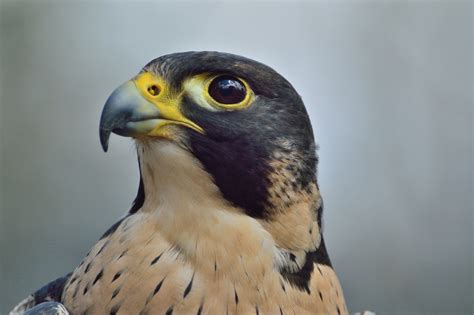 Can You Buy A Peregrine Falcon? - Falconry Advice