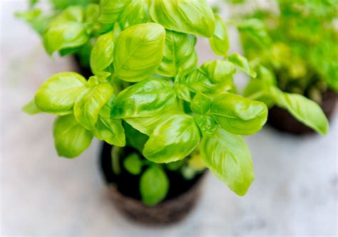 basil plant care   grow harvest  tend   basil herb