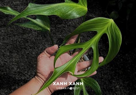 Monstera 'Burle Marx Flame': The Ultimate Guide - Xanh Xanh Urban Forest