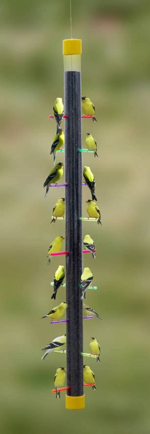 Rainbow Finch Feeder | Unique Thistle Feeders | Long Tube Bird Feeder ...