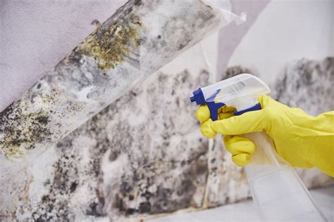 3 Effective Tips to Remove Black Mold from Walls in 5 Minutes – Tips ...