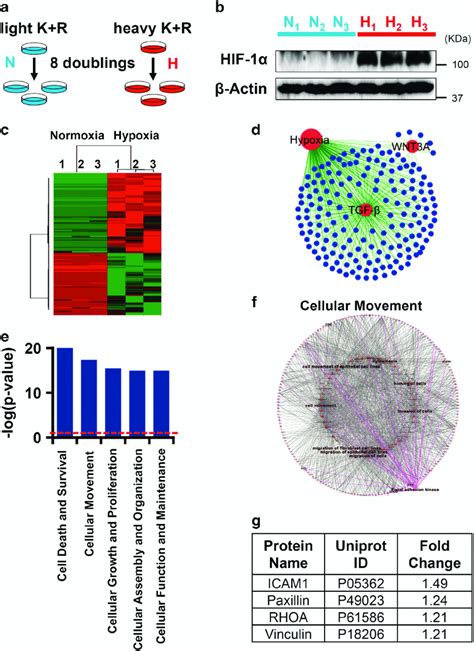 Stable Isotope Labeling By Amino Acids In Cell Culture Silac Based