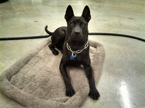 Thai Ridgeback Info Temperament And Personality Puppies Pictures Video