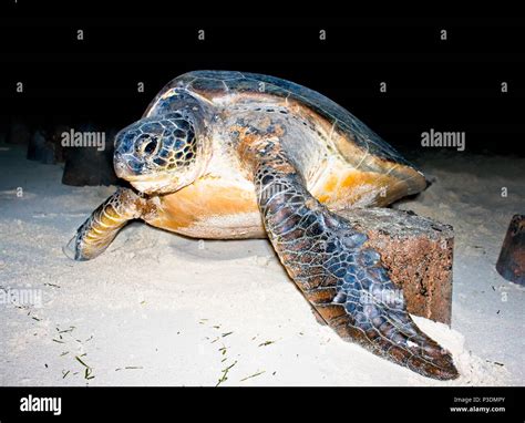 Loggerhead Sea Turtle Returning To The Ocean At Night The Nesting