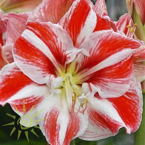 Red And White Amaryllis Florabundance Wholesale Flowers