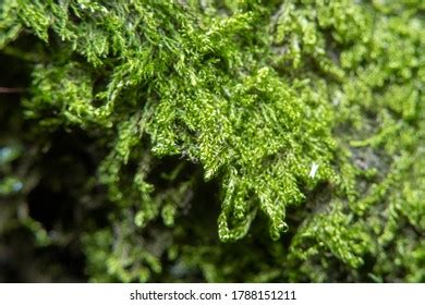 Invisible Naked Eye Images Stock Photos Vectors Shutterstock