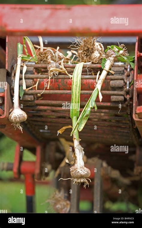 Harvesting Garlic Bulbs In Lincolnshire Stock Photo - Alamy