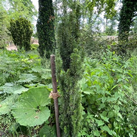 Schmale Säuleneibe Fastigiata Robusta Taxus baccata Fastigiata