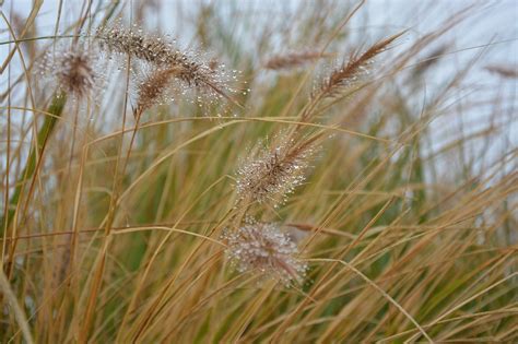 70000 Free Tall Grass And Grass Photos Pixabay