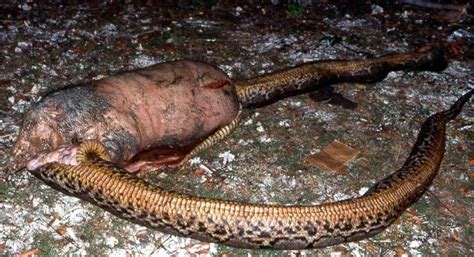 piginapython statistical modeling causal inference  social