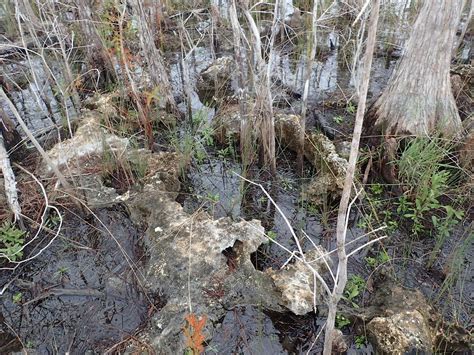 Big Cypress Swamp Florida Hikes