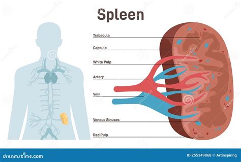 Spleen Lymphatic System Body Organ Infographic Poster Vector