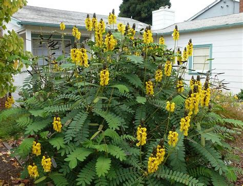 senna alata cassia alata empress candle plant candle bush carrion crow