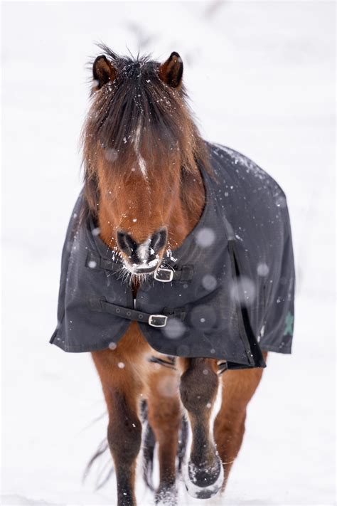 Rodeo Horse Laundry Horse Blanket Washing Repairs