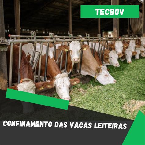 Confinamento Das Vacas Leiteiras Tecbov