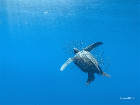 La Tortuga Laúd: Un Gigante del Pacífico Panameño en Peligro - Panama
