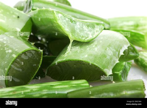 Aloe Vera Immagini E Fotografie Stock Ad Alta Risoluzione Alamy