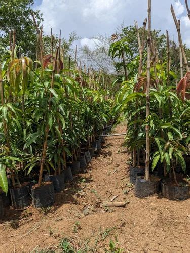 green dasheri mango plant  rs piece  talasari id