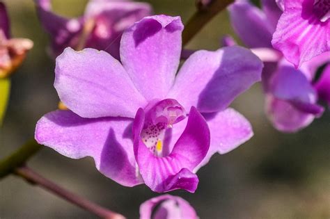 Phalaenopsis pulcherrima care and culture | Travaldo's blog