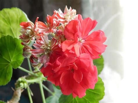 Таира день ангела пеларгония (55 фото)